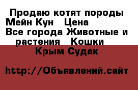 Продаю котят породы Мейн Кун › Цена ­ 12 000 - Все города Животные и растения » Кошки   . Крым,Судак